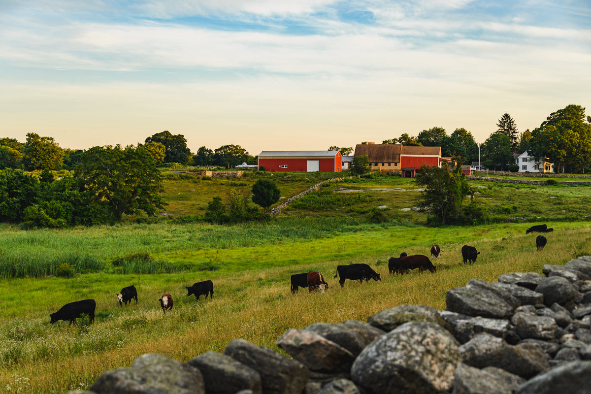 Cattle grazing near a stone wall and red barn