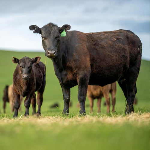 Carter Country Meats Half Cow Share - Grass-Fed Beef